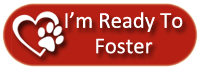 Dashing Dog Foster Questionnaire