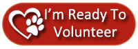 Dashing Dog Rescue Volunteer Application