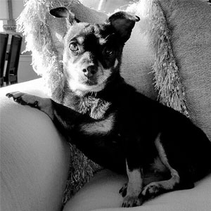 Dashing Dogs Rescue