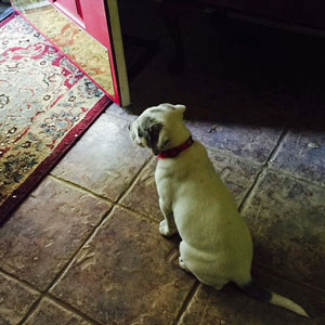 Dashing Dog Rescue Doggie Waiting