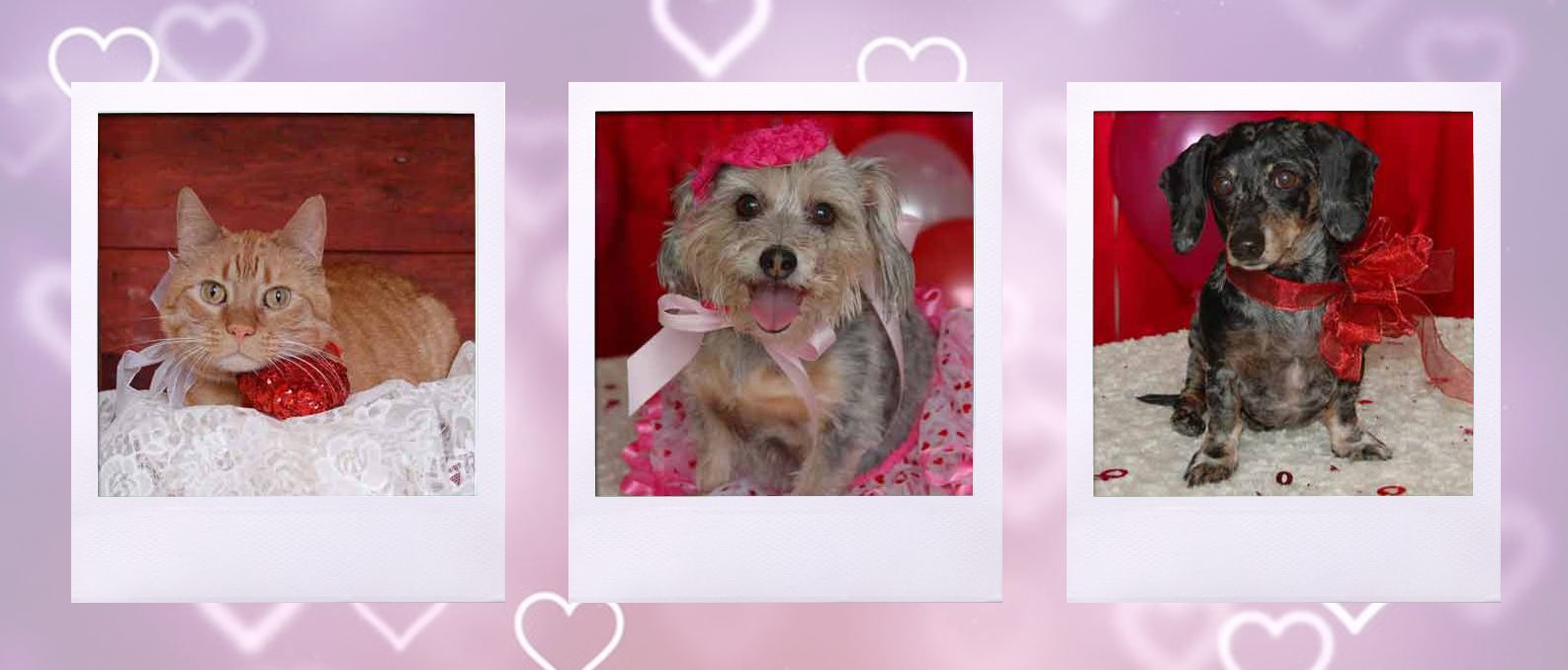 Dashing Dog Rescue Valentine's Day